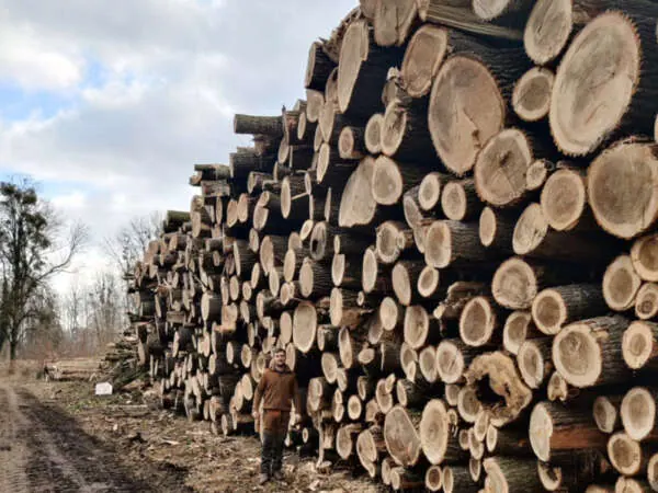 Gerücktes Pappelholz am Polter